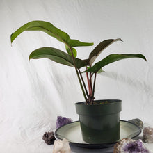 Load image into Gallery viewer, Philodendron Florida Bronze, Exact Plant
