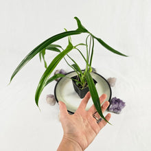 Load image into Gallery viewer, Philodendron Holtonianum, Exact Plant Ships Nationwide
