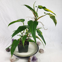 Load image into Gallery viewer, Philodendron Domesticum, Exact Plant Variegated
