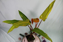 Load image into Gallery viewer, Philodendron Orange Marmalade Exact Plant Ships nationwide
