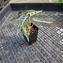 Load image into Gallery viewer, Alocasia Bambino, Exact Plant Variegated Ships Nationwide
