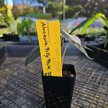 Load image into Gallery viewer, Alocasia polly pink variegated, Exact Plant Ships Nationwide.
