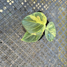 Load image into Gallery viewer, Philodendron Melanochrysum, Exact Plant Variegated Ships Nationwide

