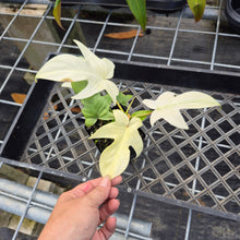 Load image into Gallery viewer, Philodendron Florida Ghost, Exact Plant Ships Nationwide
