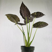 Load image into Gallery viewer, Alocasia Wentii, Exact Plant Variegated Ships Nationwide
