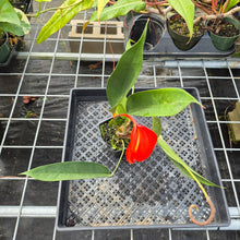Load image into Gallery viewer, Anthurium Scherzerianum &quot;Pig Tail&quot;, Exact Plant Ships Nationwide
