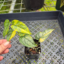 Load image into Gallery viewer, Monstera Siltepecana, Exact Plant Variegated Ships Nationwide
