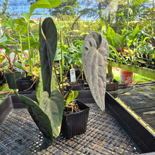 Load image into Gallery viewer, Anthurium Ace of Spades Tezula Dark Form x Kunayalense ,Exact Plant Variegated Ships Nationwide
