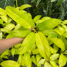 Load image into Gallery viewer, Philodendron Thai Sunrise Variegated 2.5" pot, Fedex 2day*
