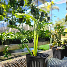 Load image into Gallery viewer, Monstera Adansonii Aurea, Exact Plant Variegated Ships Nationwide
