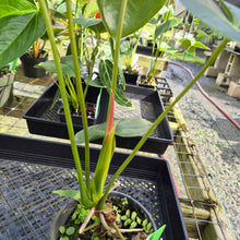 Load image into Gallery viewer, Anthurium Andreaenum Starlight Splash, Exact Plant, speckled
