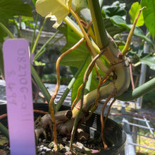 Load image into Gallery viewer, Philodendron Golden Dragon, Exact Plant Variegated
