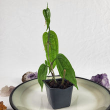 Load image into Gallery viewer, Anthurium Sp. Limon, Exact Plant Ships Nationwide
