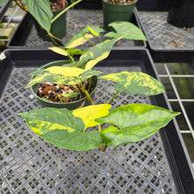 Load image into Gallery viewer, Syngonium Aurea Variegated exact plant, Fedex 2day*

