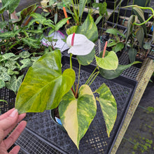 Load image into Gallery viewer, Anthurium Andraeanum White Heart, Exact Plant Variegated Ships Nationwide
