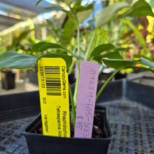 Load image into Gallery viewer, Rhaphidophora Tetrasperma Albo, Exact Plant Variegated Ships Nationwide
