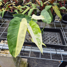 Load image into Gallery viewer, Philodendron Jose Buono, Exact Plant Variegated Ships Nationwide

