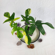 Load image into Gallery viewer, Philodendron Florida Beauty Variegated 4" pot, Fedex 2day*
