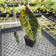 Load image into Gallery viewer, Alocasia Sedenii Aurea Variegated exact plant, Fedex 2day*
