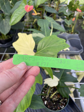 Load image into Gallery viewer, Philodendron Golden Dragon Variegated exact plant, Fedex 2day*
