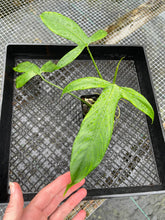 Load image into Gallery viewer, Philodendron Paloraense Type 4" pot, Fedex 2day*
