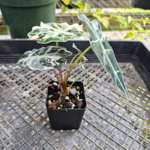 Load image into Gallery viewer, Alocasia Polly Snowflake Pink Variegated, Exact Plant Ships Nationwide.
