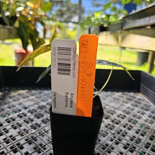 Load image into Gallery viewer, Alocasia Bambino Aurea, Exact Plant Variegated Ships Nationwide
