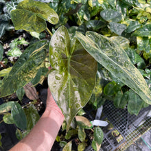 Load image into Gallery viewer, Alocasia Wentii Aurea variegated 4" pot, Fedex 2day*
