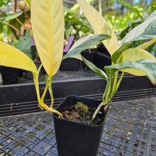 Load image into Gallery viewer, Rhaphidophora Lobbii, Exact Plant Variegated Ships Nationwide

