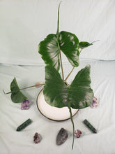 Load image into Gallery viewer, Stingray, Exact Plant, Alocasia
