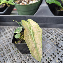 Load image into Gallery viewer, Alocasia Polly Mint Pink variegated 2.5" pot, Fedex 2day*
