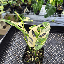 Load image into Gallery viewer, Monstera Adansonii Laniata Albo Variegated exact plant, Fedex 2day*
