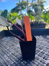 Load image into Gallery viewer, Philodendron Orange Princess, Exact Plant Variegated Ships Nationwide
