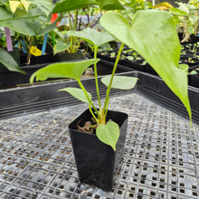 Load image into Gallery viewer, Anthurium Faustomirandae, Faustino&#39;S Giant, Exact Plant Ships Nationwide
