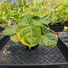 Load image into Gallery viewer, Syngonium Mango Allusion, Orm Thong, Exact Plant Variegated Ships Nationwide
