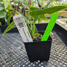 Load image into Gallery viewer, Anthurium Warocqueanum, Queen, Exact Plant Ships Nationwide
