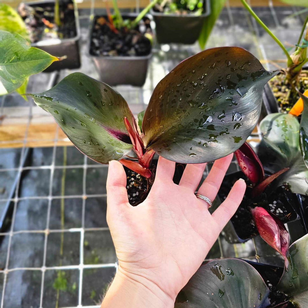 Philodendron Red Heart, Exact Plant Ships Nationwide