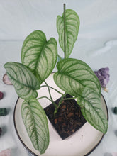 Load image into Gallery viewer, Monstera Siltepecana El Salvador 4&quot; pot, ships nationwide
