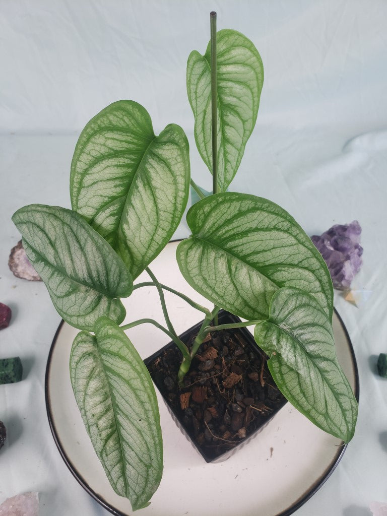 Monstera Siltepecana El Salvador 2.5