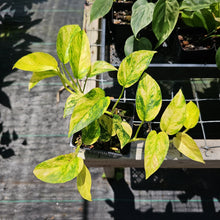 Load image into Gallery viewer, Epipremnum Pinnatum Sunburst, Exact Plant Variegated Ships Nationwide
