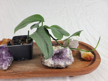 Load image into Gallery viewer, Scindapsus Silver Hero 2.5&quot; Pot, Fedex 2 day*
