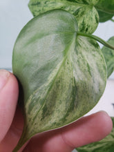 Load image into Gallery viewer, Hederacum Heart Leaf, exact plant, variegated Philodendron, ships nationwide

