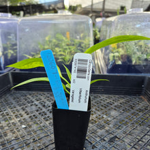 Load image into Gallery viewer, Anthurium Vittarifolium , Exact Plant Variegated Ships Nationwide
