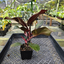 Load image into Gallery viewer, Philodendron Red Heart, Exact Plant Ships Nationwide
