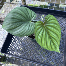 Load image into Gallery viewer, Philodendron Plowmanii Round Form, Exact Plant Medium
