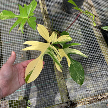 Load image into Gallery viewer, Philodendron Florida Beauty, Exact Plant Variegated
