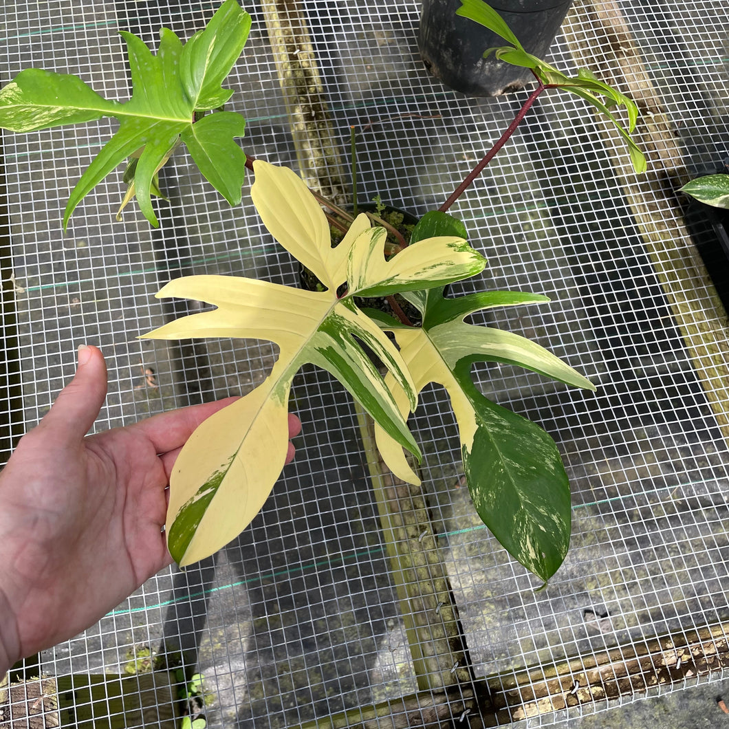 Philodendron Florida Beauty, Exact Plant Variegated