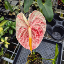 Load image into Gallery viewer, Anthurium Andraeanum Starlight Splash, Exact Plant, Speckled Ships Nationwide
