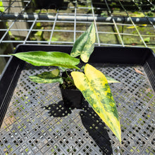 Load image into Gallery viewer, Homalomena Schismatoglottis Wallichii Variegated, exact plant, Fedex 2day*
