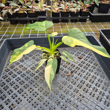 Load image into Gallery viewer, Philodendron Radiatum Aurea Variegated exact plant, Fedex 2day*
